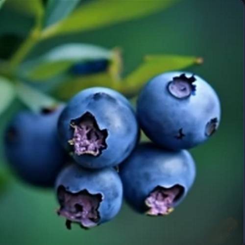 magnificent blueberry