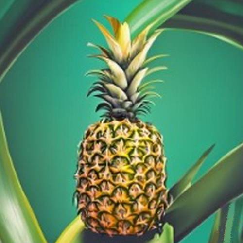 a splendid pineapple